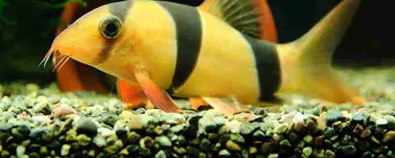 Clown-Loaches
