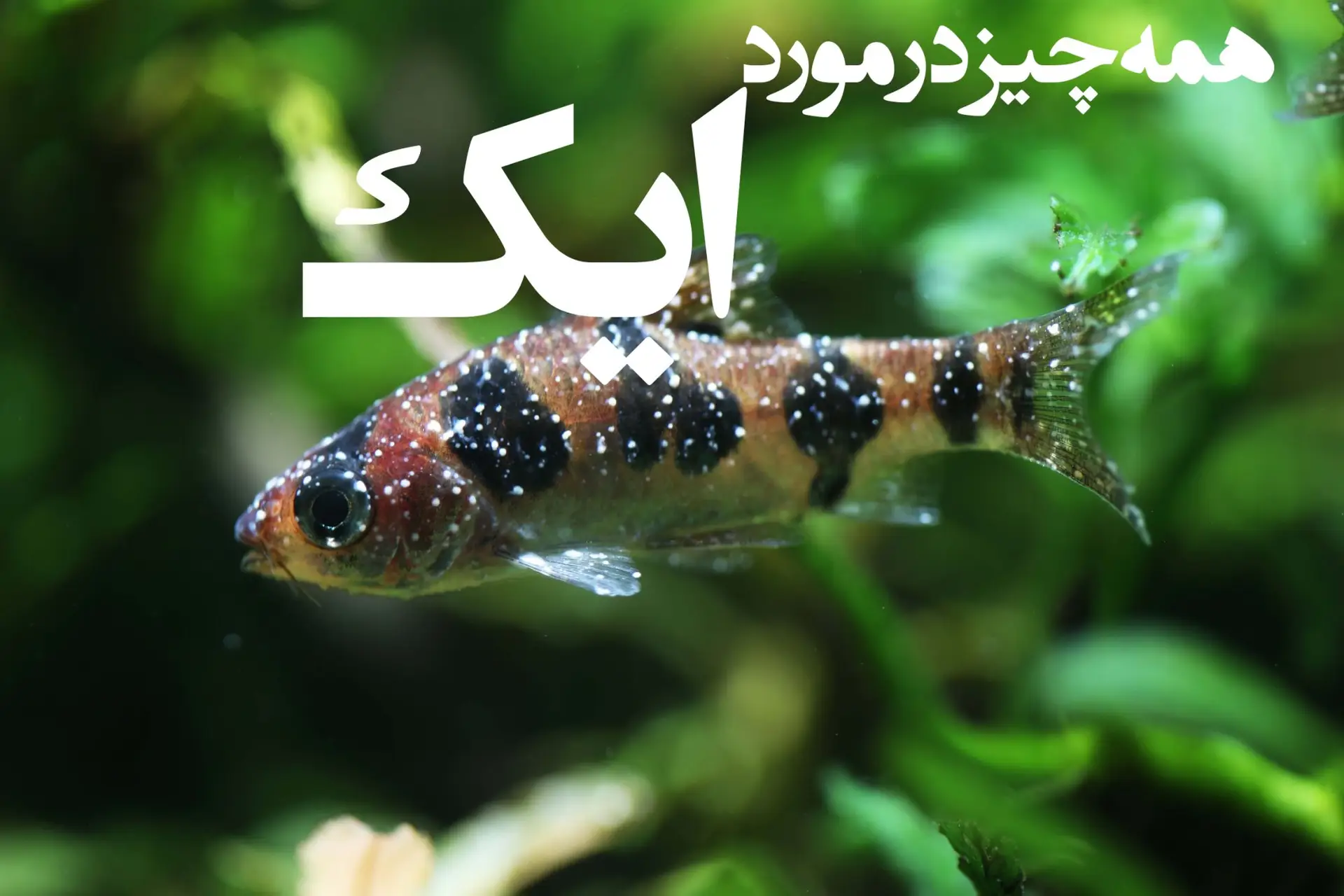 همه چیز در مورد بیماری سفیدک ماهی(ایک، ایکتیوفتیریازیس و یا لکه سفید ماهی)