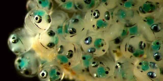 ornamental fish egg hatching