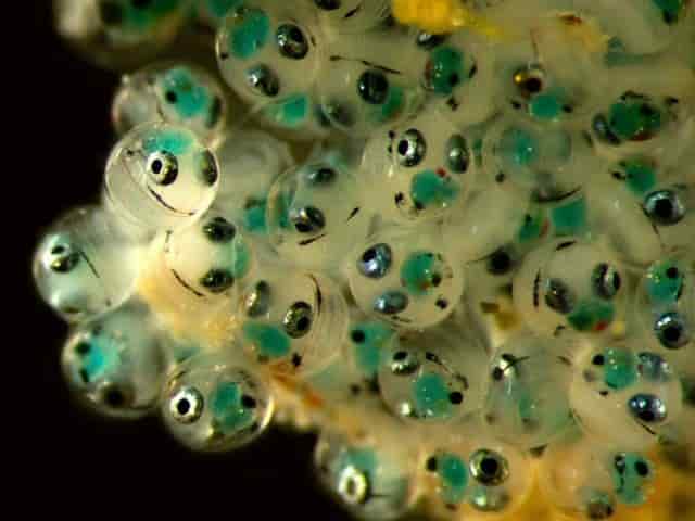 ornamental fish egg hatching
