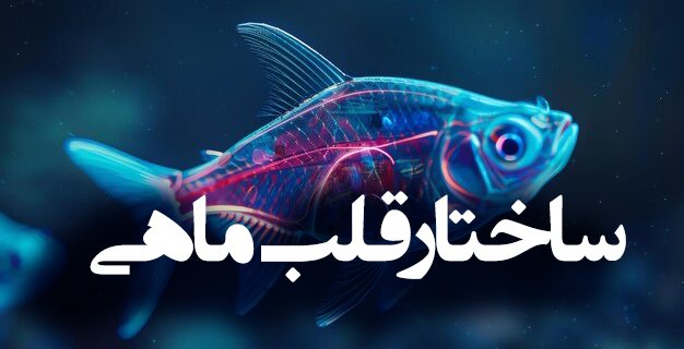 ساختار قلب ماهی ها