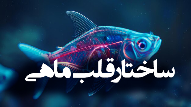 ساختار قلب ماهی ها